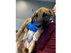 Adopt TULIPS a Boxer, German Shepherd Dog