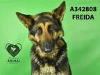 Adopt FREIDA a German Shepherd Dog