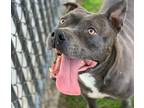 Adopt Dog a Pit Bull Terrier