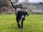 Adopt Dog a Labrador Retriever, Great Dane