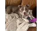 Adopt Tati a Pit Bull Terrier