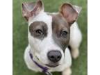 Adopt Kimmy Gibbler a Mixed Breed
