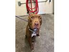 Adopt UNO a Pit Bull Terrier, Mixed Breed