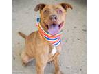 Adopt MOCHA a Pit Bull Terrier, Mixed Breed