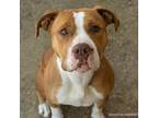 Adopt JANEY FIVE a Pit Bull Terrier