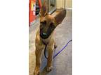 Adopt A685946 a German Shepherd Dog