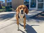 Adopt SPARKY a Beagle