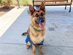 Adopt QUARTZ a German Shepherd Dog, Mixed Breed