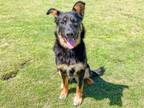 Adopt SAM a German Shepherd Dog, Mixed Breed