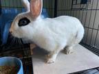 Adopt BEA a Bunny Rabbit