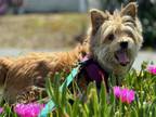 Adopt HAZEL a Australian Terrier, Mixed Breed