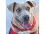 Adopt Louise a Pit Bull Terrier