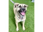 Adopt Tennessee a Shepherd, Pit Bull Terrier