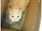 Adopt DUTCHESS a Domestic Short Hair