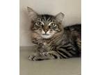 Adopt Dutchess a Domestic Medium Hair, Domestic Short Hair