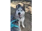 Adopt YESIKA a Siberian Husky