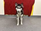 Adopt NIKITA a Siberian Husky