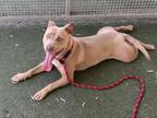 Adopt SPICE a Pit Bull Terrier
