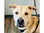 Adopt Snow White a Labrador Retriever