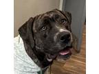 Adopt Athena a Mastiff