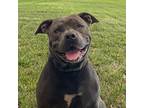 Adopt Mother Gothel a Pit Bull Terrier