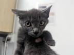 Adopt GRISELDA a Domestic Short Hair