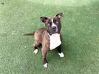 Adopt NAIROBI a Pit Bull Terrier, Mixed Breed