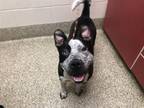 Adopt OLIVE MARIE a Pit Bull Terrier, Australian Cattle Dog / Blue Heeler