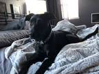 Adopt Millie Mae a Labrador Retriever