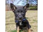 Adopt Blair a German Shepherd Dog, Mixed Breed