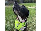 Adopt Minnie a Border Collie, Labrador Retriever