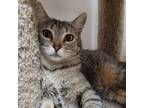 Adopt Olive a Domestic Short Hair