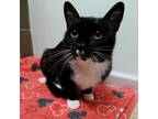 Adopt Little Foot a Domestic Short Hair