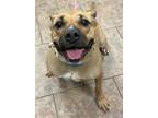 Adopt Lucy a Pit Bull Terrier