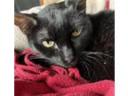 Adopt LAURA a Domestic Short Hair