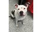 Adopt Lilo a Pit Bull Terrier