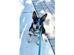 Adopt Margo a Australian Cattle Dog / Blue Heeler