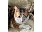 Adopt Callie Declawed a Calico