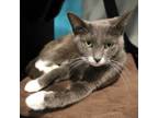 Adopt Eclipse a Domestic Short Hair