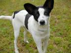Adopt MEERKAT a Border Collie, Mixed Breed