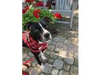 Adopt LIL'BIT a American Staffordshire Terrier, Mixed Breed