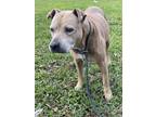 Adopt BEJING a American Staffordshire Terrier, Mixed Breed