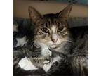 Adopt Friskie a Domestic Short Hair