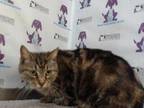 Adopt TABY a Domestic Short Hair
