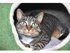 Adopt ELLIE a Domestic Short Hair