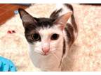 Adopt MISSY a Domestic Short Hair