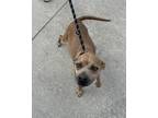 Adopt Francine a Mixed Breed