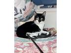 Adopt Oreo a Domestic Short Hair