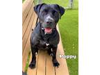 Adopt POPPY a Labrador Retriever, Pit Bull Terrier