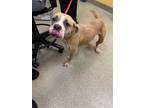 Adopt HUNNY a Pit Bull Terrier